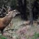 Treffpunkt Jagd - Kärntner Messen