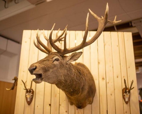 Tierpräparat Treffpunkt Jagd 2018