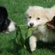Drei Hunde auf der Wiese