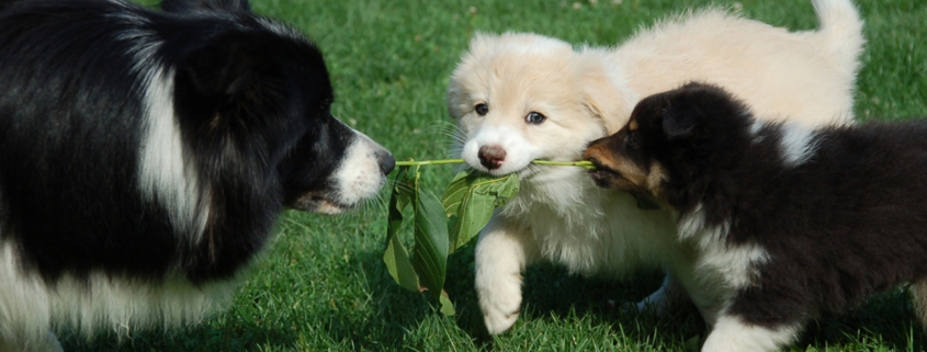 Drei Hunde auf der Wiese