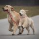 Internationale Rassehundeausstellung